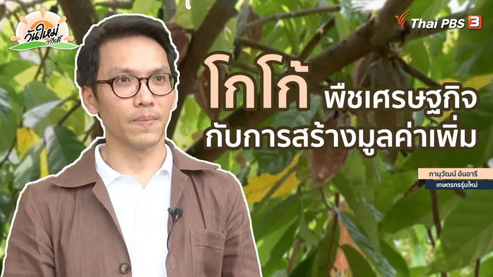 พอดีพอเพียง :  "โกโก้" พืชเศรษฐกิจกับการสร้างมูลค่าเพิ่ม
