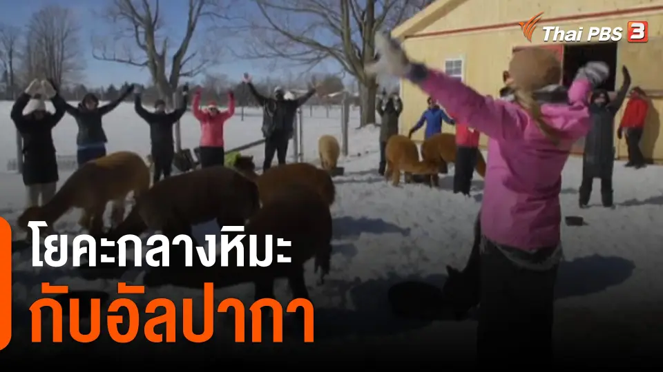 โยคะกลางหิมะกับอัลปากา ที่แคนาดา