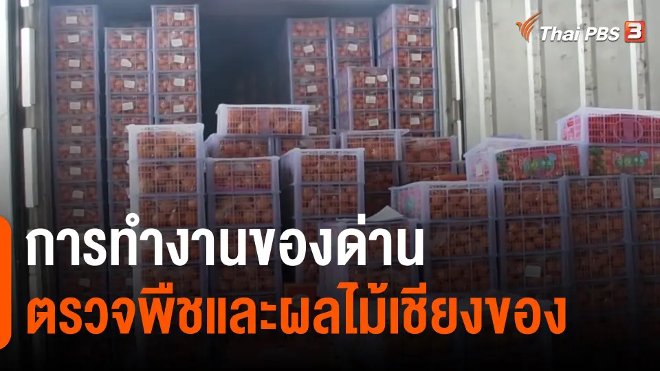 กินอยู่รู้รอบ : การทำงานของด่านตรวจพืชและผลไม้เชียงของ