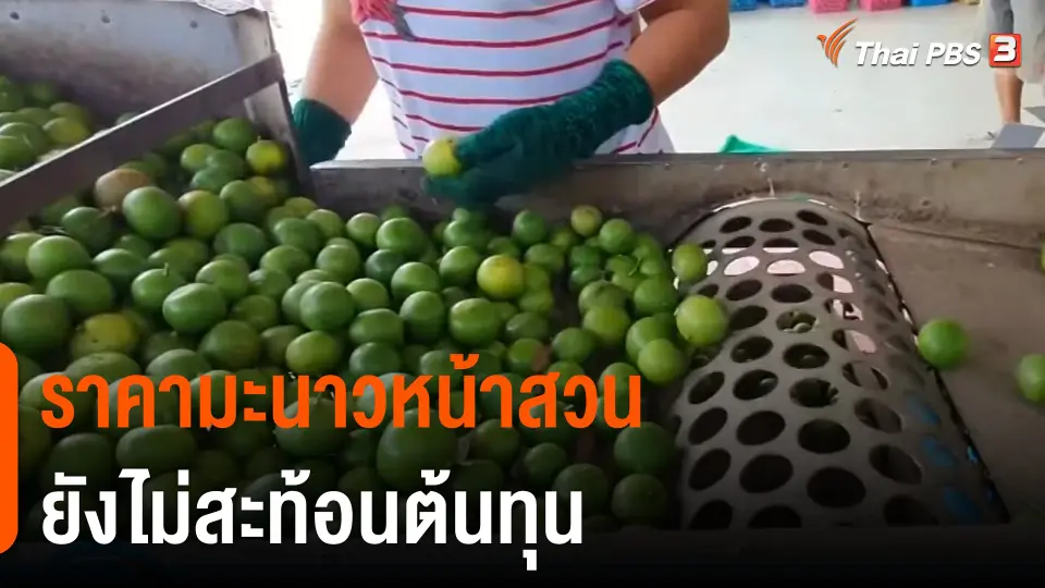 กินอยู่รู้รอบ : ราคามะนาวหน้าสวนยังไม่สะท้อนต้นทุน