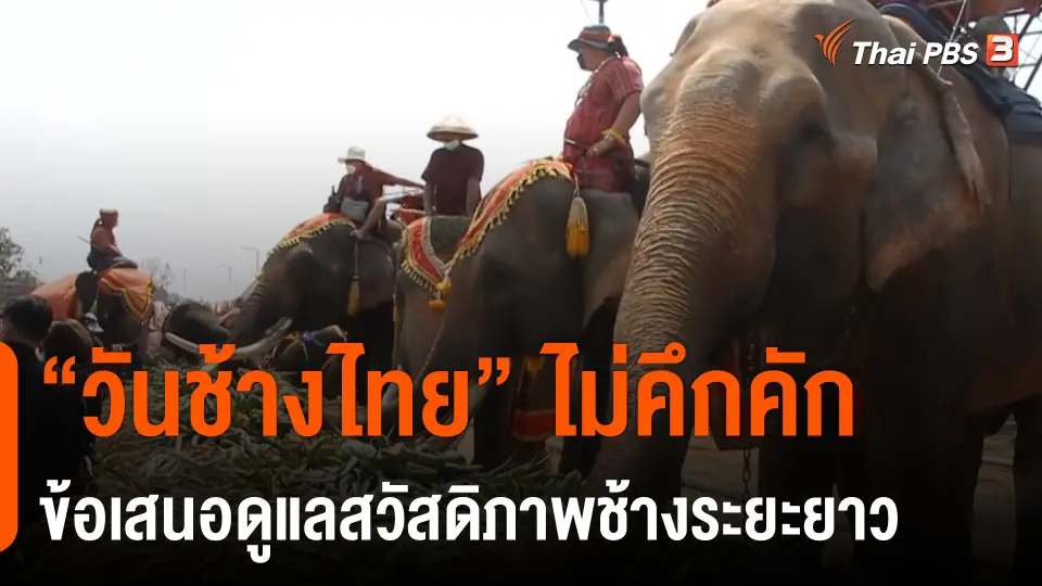 ปี 65 "วันช้างไทย" ไม่คึกคัก นายกสมาพันธ์ช้างไทยแนะข้อเสนอดูแลสวัสดิภาพช้างระยะยาว