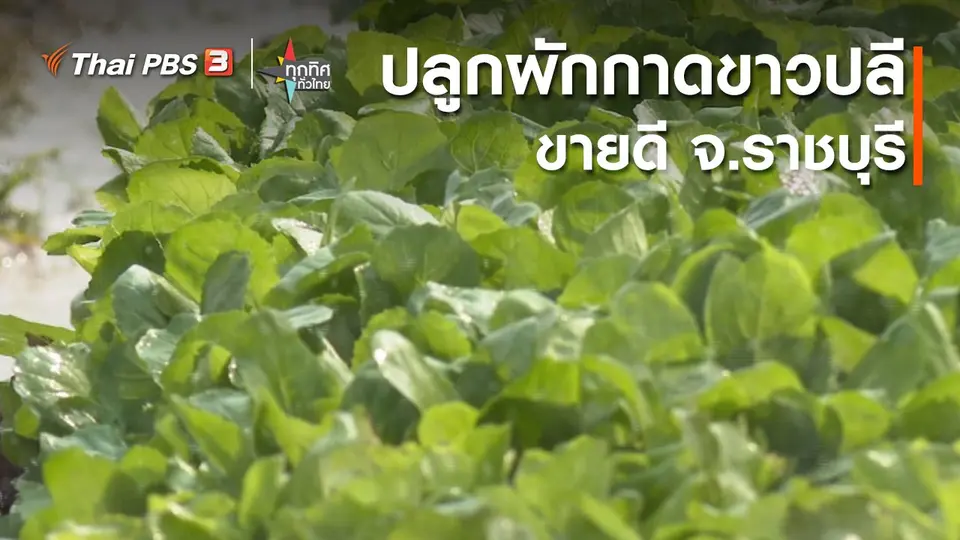 อาชีพทั่วไทย : ปลูกผักกาดขาวปลีขายดี จ.ราชบุรี​