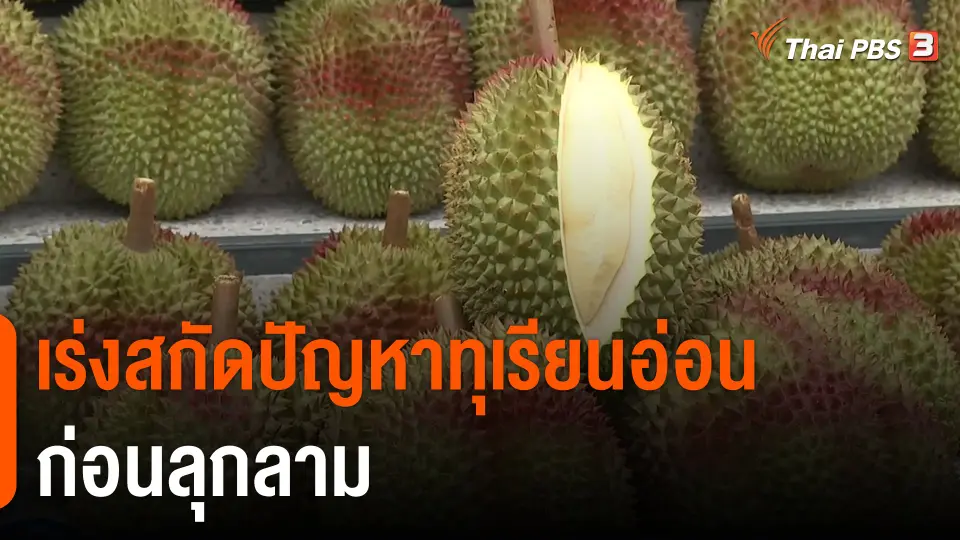 กินอยู่รู้รอบ : เร่งสกัดปัญหาทุเรียนอ่อนก่อนลุกลาม