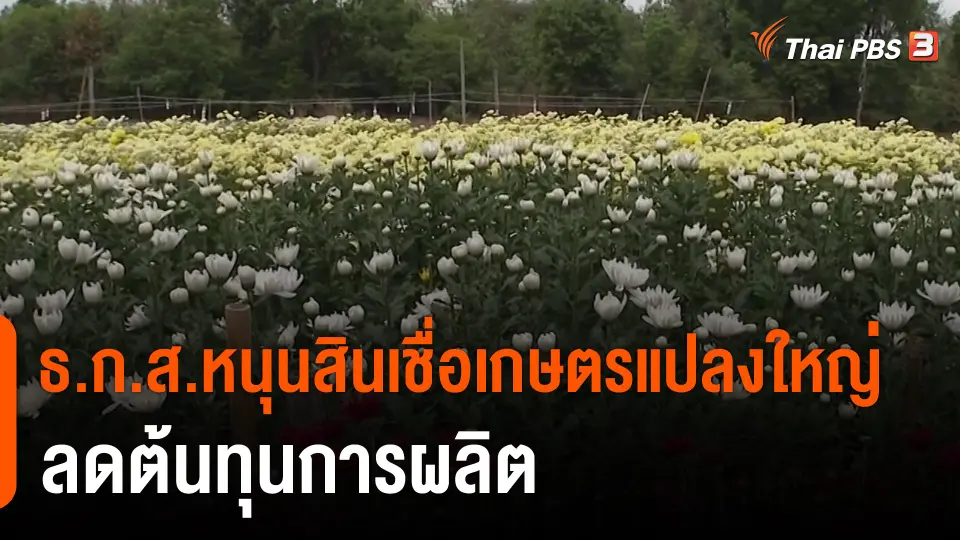 ​กินอยู่รู้รอบ : ธ.ก.ส.หนุนสินเชื่อเกษตรแปลงใหญ่ลดต้นทุนการผลิต