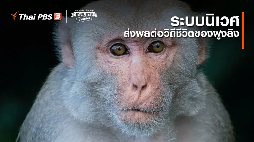 ภาพช็อตเด็ด : ระบบนิเวศส่งผลต่อวิถีชีวิตของฝูงลิง