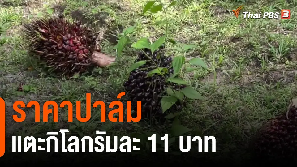 ​กินอยู่รู้รอบ : ราคาปาล์มเเตะกิโลกรัมละ 11 บาท