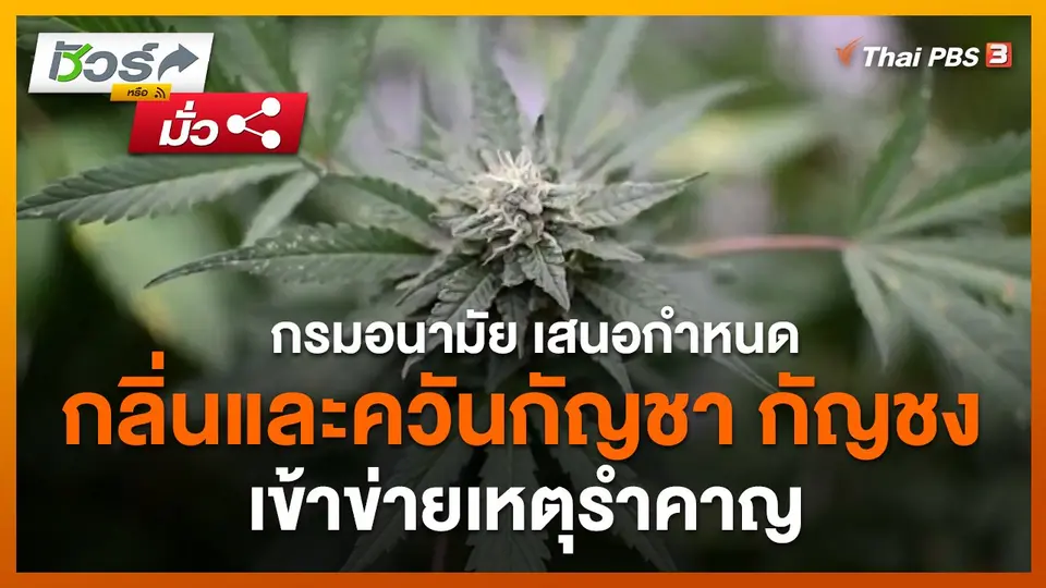 ชัวร์หรือมั่ว : กรมอนามัย เสนอกำหนดกลิ่นและควันกัญชา กัญชง เข้าข่ายเหตุรำคาญ