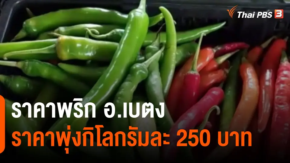 ​กินอยู่รู้รอบ : ราคาพริก อ.เบตง ราคาพุ่งกิโลกรัมละ 250 บาท