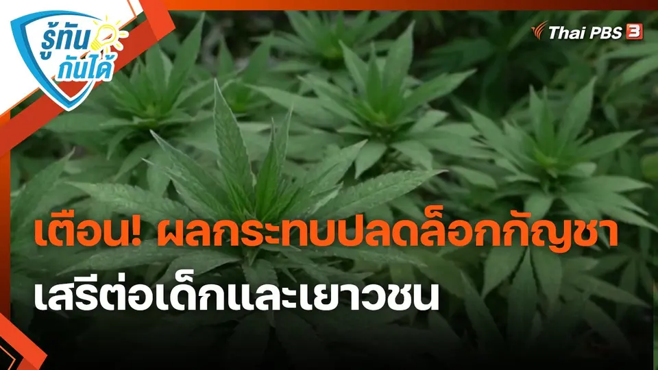 ​รู้ทันกันได้ : เตือน! ผลกระทบปลดล็อกกัญชาเสรีต่อเด็กและเยาวชน