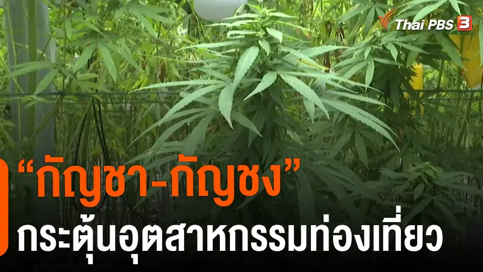 จับสัญญาณเศรษฐกิจ : "กัญชา-กัญชง" กระตุ้นอุตสาหกรรมท่องเที่ยว