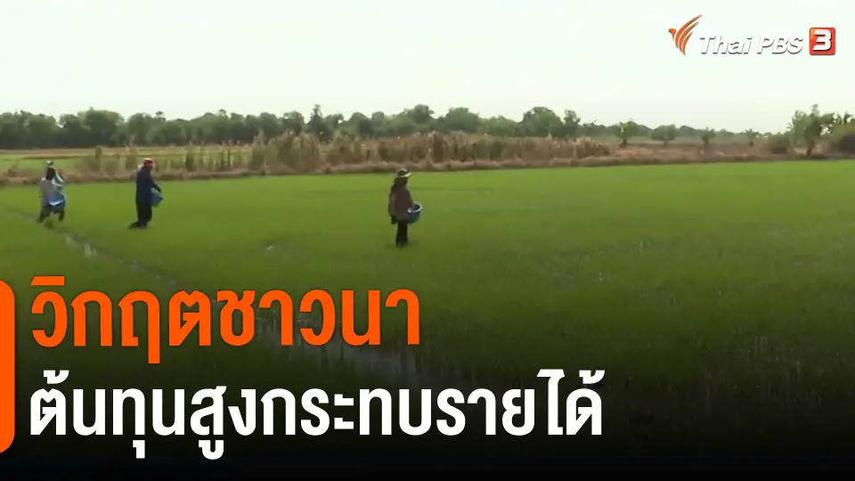 ​กินอยู่รู้รอบ : วิกฤตชาวนาต้นทุนสูงกระทบรายได้
