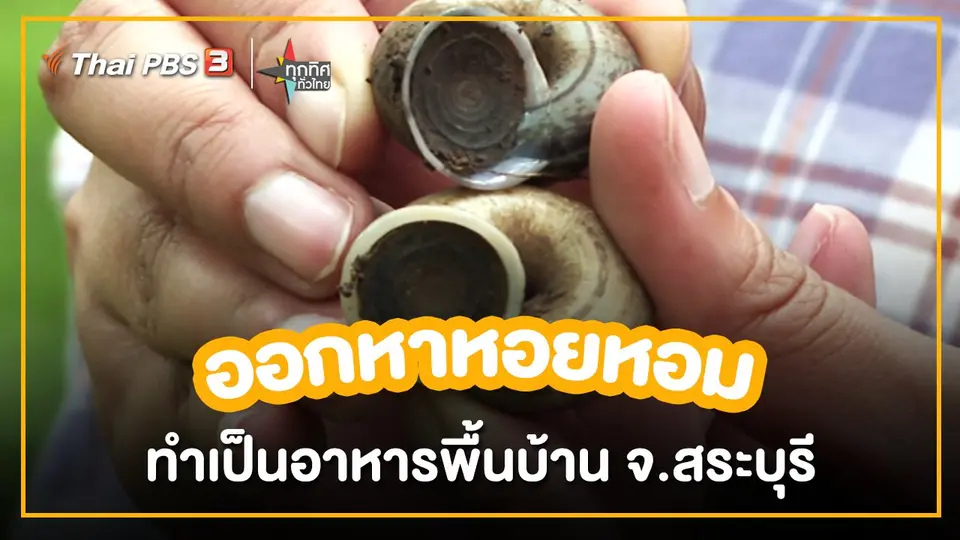 อาชีพทั่วไทย : ออกหาหอยหอม ทำเป็นอาหารพื้นบ้าน จ.สระบุรี