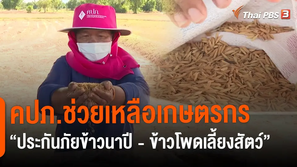 ​สถานีร้องเรียน : คปภ.ช่วยเหลือเกษตรกร "ประกันภัยข้าวนาปี - ข้าวโพดเลี้ยงสัตว์"