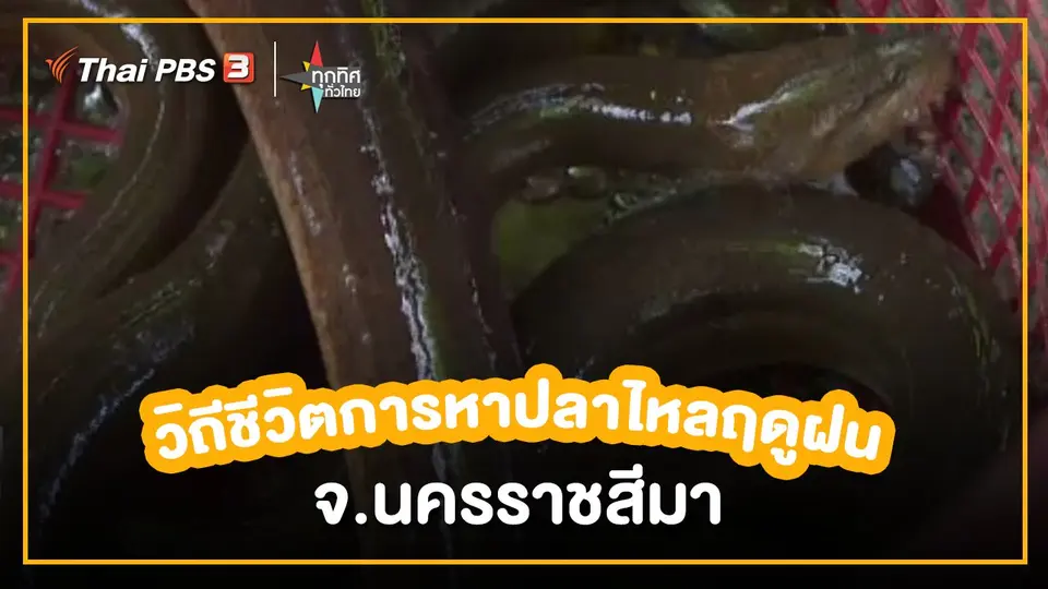 ​อาชีพทั่วไทย : วิถีชีวิตการหาปลาไหลฤดูฝน จ.นครราชสีมา