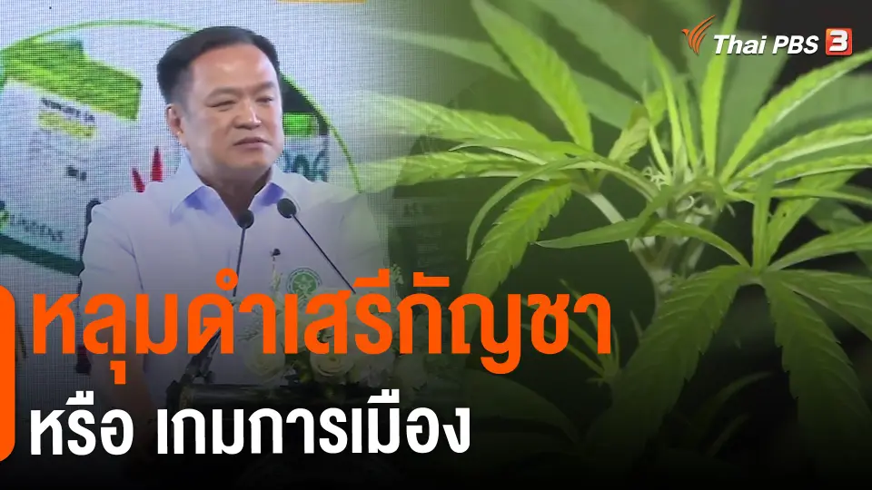 ​หลุมดำเสรีกัญชาหรือเกมการเมือง