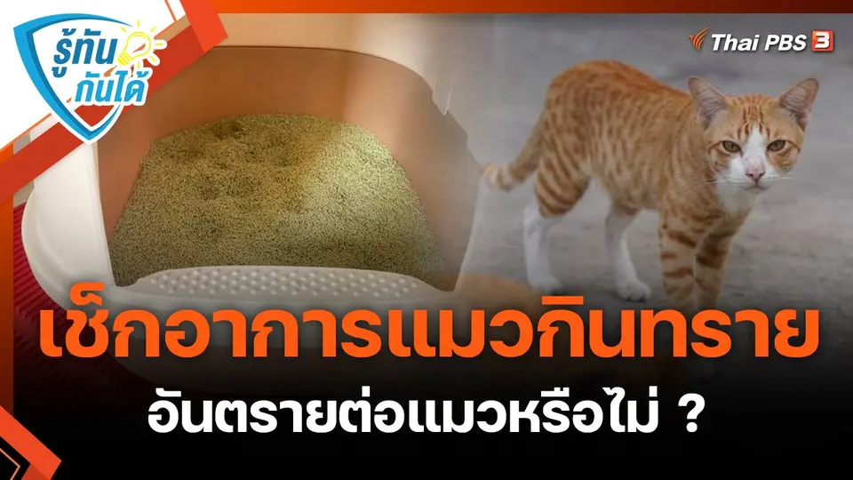 รู้ทันกันได้ : เช็กอาการแมวกินทราย อันตรายต่อแมวหรือไม่ ?