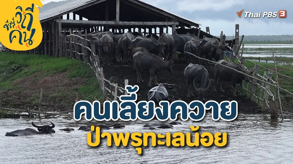 คนเลี้ยงควาย