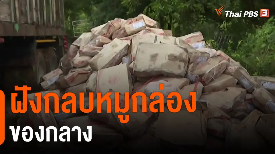 ​ฝังกลบหมูกล่องของกลาง