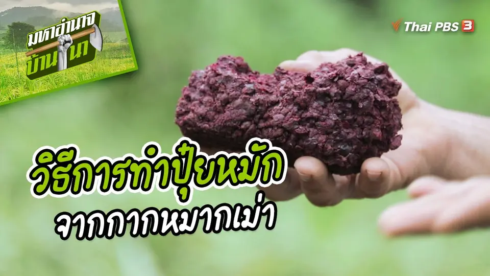 ​สูตรลับฉบับบ้านนา : วิธีการทำปุ๋ยหมักจากกากหมากเม่า