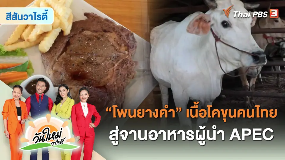 สีสันวาไรตี้ : โพนยางคำ เนื้อโคขุนคนไทยสู่จานอาหารผู้นำ APEC