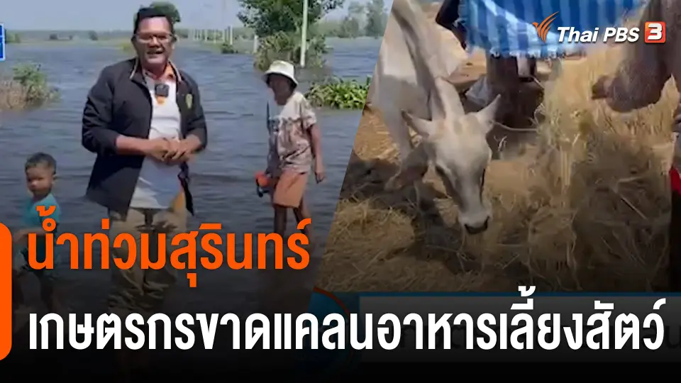 C-Site Focus : น้ำท่วมสุรินทร์ เกษตรกรขาดแคลนอาหารเลี้ยงสัตว์