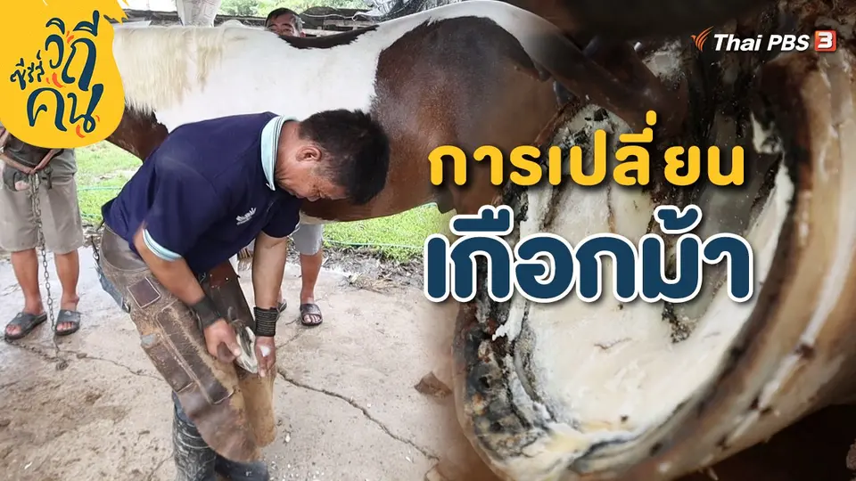 การเปลี่ยนเกือกม้า