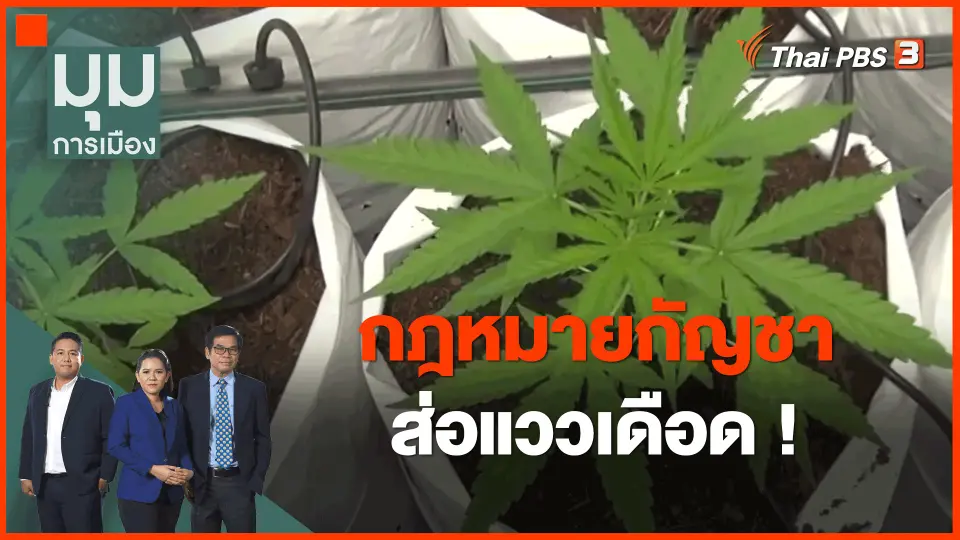 ​กฎหมายกัญชาส่อแววเดือด!