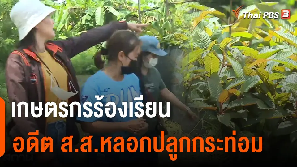 สถานีร้องเรียน : เกษตรกรร้อง ! อดีต ส.ส.หลอกปลูกต้นกระท่อม เสียหายกว่า 200 ล้านบาท จ.ชุมพร
