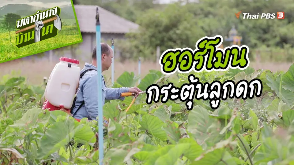สูตรลับฉบับบ้านนา : ฮอร์โมนกระตุ้นลูกดก