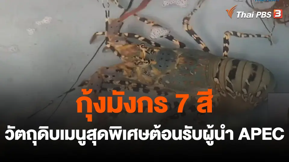 ​สีสันวาไรตี้ : กุ้งมังกร 7 สี วัตถุดิบเมนูสุดพิเศษต้อนรับผู้นำ APEC