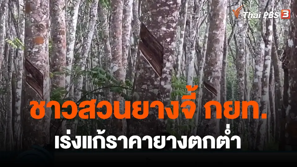 ​กินอยู่รู้รอบ : ชาวสวนยางจี้ กยท.เร่งแก้ราคายางตกต่ำ