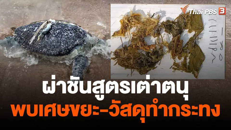 เต่าตนุตายริมหาด พบเศษขยะ-วัสดุทำกระทงเต็มท้อง