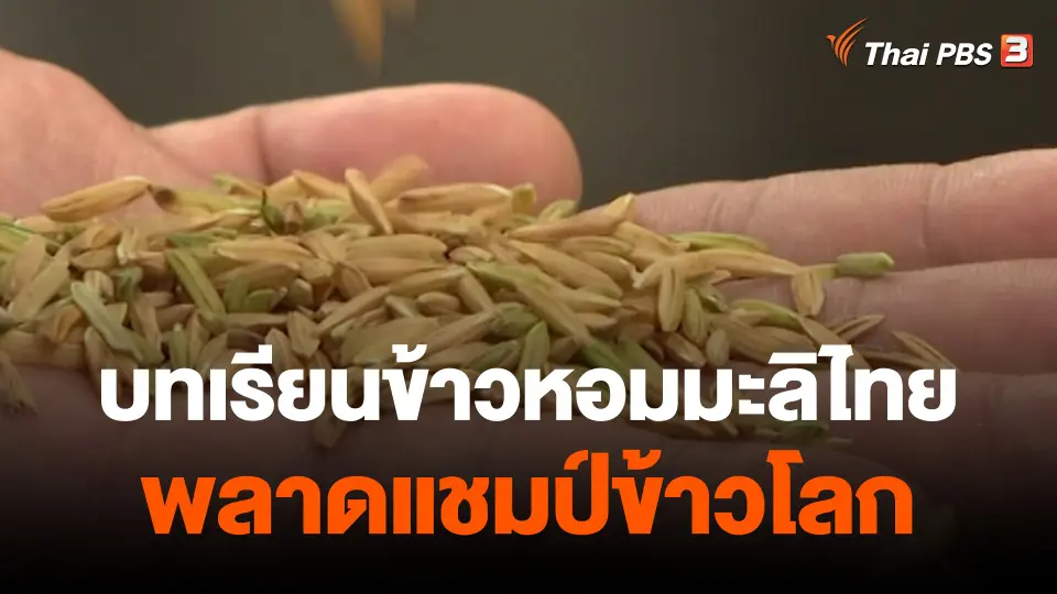 บทเรียน "ข้าวหอมมะลิไทย" พลาดแชมป์ข้าวโลก