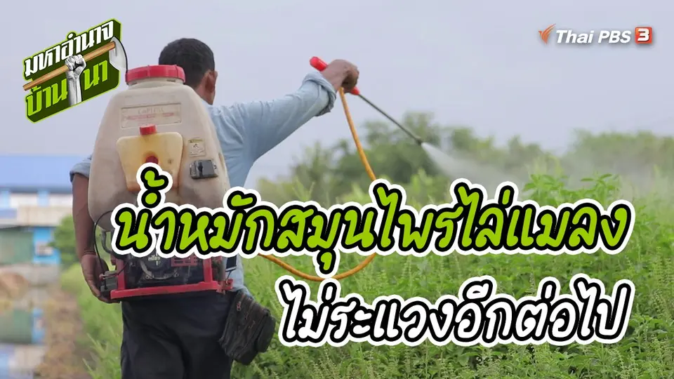 สูตรลับฉบับบ้านนา : น้ำหมักสมุนไพรไล่แมลงไม่ระแวงอีกต่อไป