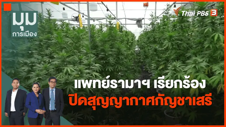 ​แพทย์รามาฯ เรียกร้องปิดสุญญากาศกัญชาเสรี