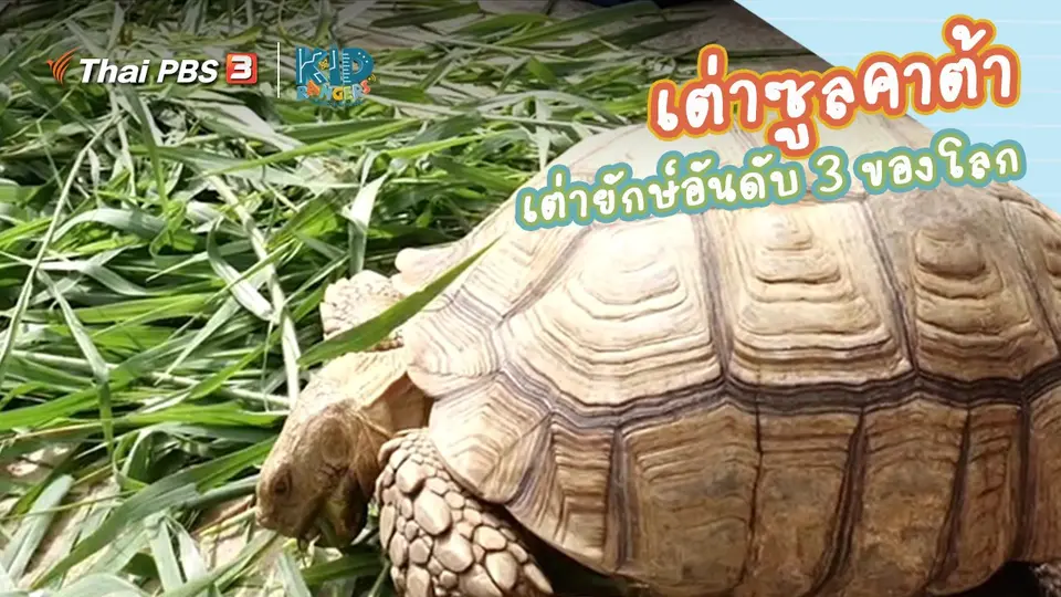 ​คิดส์เรียนรู้ : “เต่าซูลคาต้า” เต่ายักษ์อันดับ 3 ของโลก