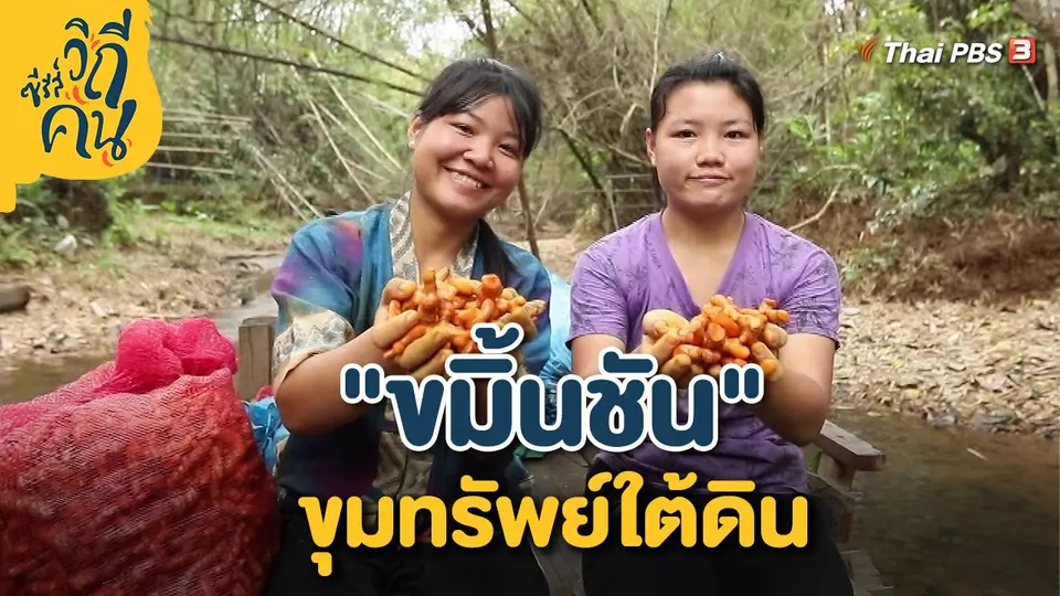 "ขมิ้นชัน" ขุมทรัพย์ใต้ดิน