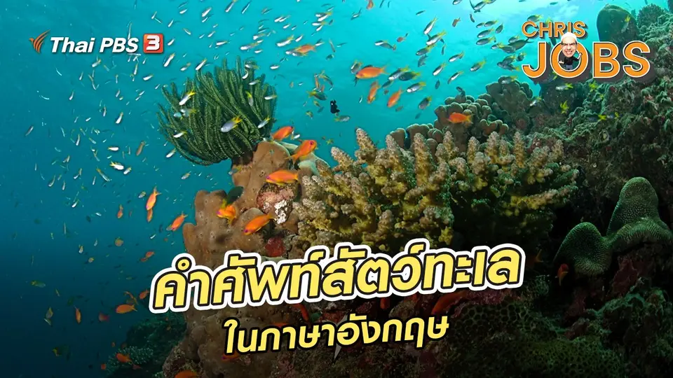 ​สาระน่ารู้จาก Chris Jobs : คำศัพท์เกี่ยวกับสัตว์ทะเลในภาษาอังกฤษ