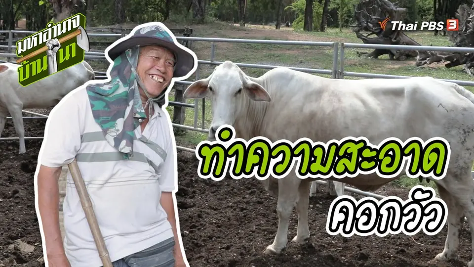 สูตรลับฉบับบ้านนา : การทำความสะอาดคอกวัว