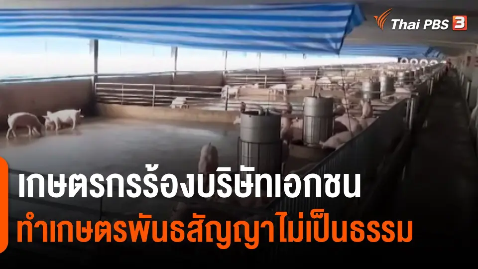 ​สถานีร้องเรียน : เกษตรกรร้องบริษัทเอกชน ทำเกษตรพันธสัญญาไม่เป็นธรรม จ.สุพรรณบุรี - กาญจนบุรี