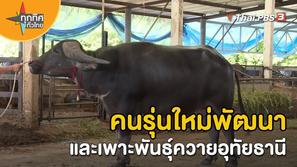 ​อาชีพทั่วไทย : คนรุ่นใหม่พัฒนาและเพาะพันธุ์ควายอุทัยธานี จ.อุทัยธานี