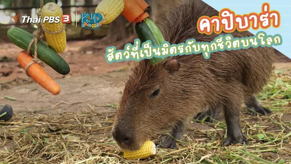 คิดส์เรียนรู้ : “คาปิบาร่า” สัตว์ที่เป็นมิตรกับทุกชีวิตบนโลก