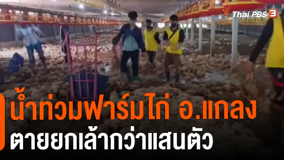 ​น้ำท่วมฟาร์มไก่ อ.แกลง ตายยกเล้ากว่าแสนตัว