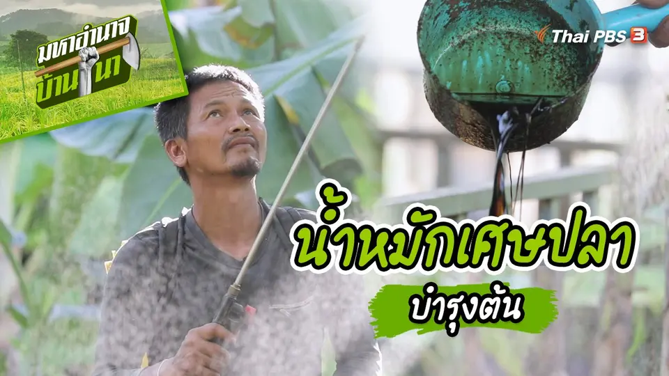 สูตรลับฉบับบ้านนา : น้ำหมักเศษปลาบำรุงต้น