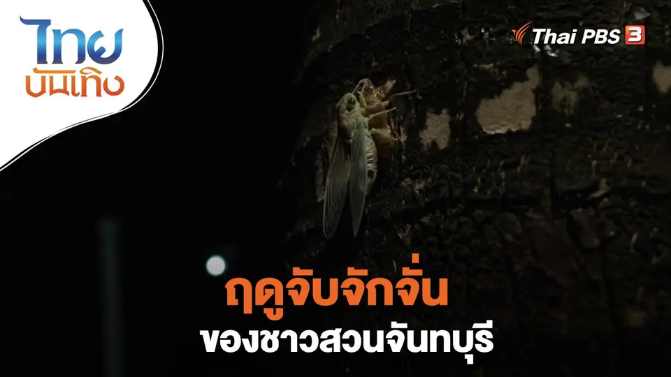 ฤดูจับจักจั่นของชาวสวนจันทบุรี