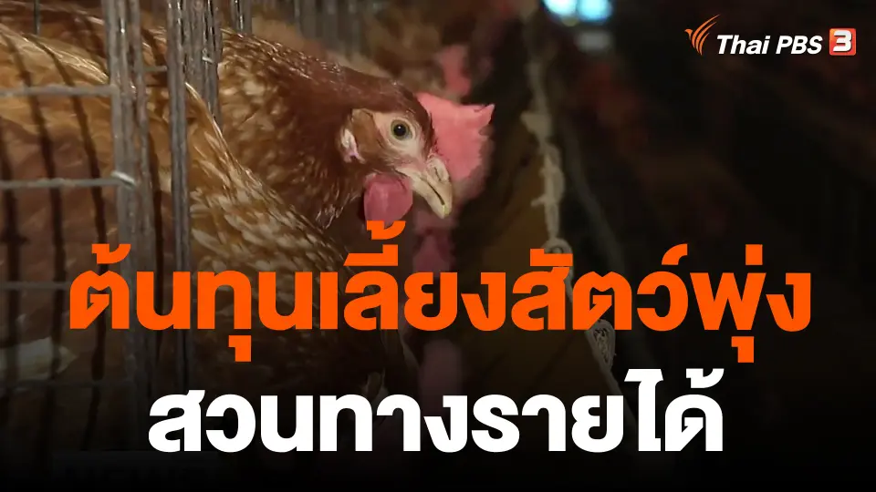 ต้นทุนเลี้ยงสัตว์พุ่ง สวนทางรายได้