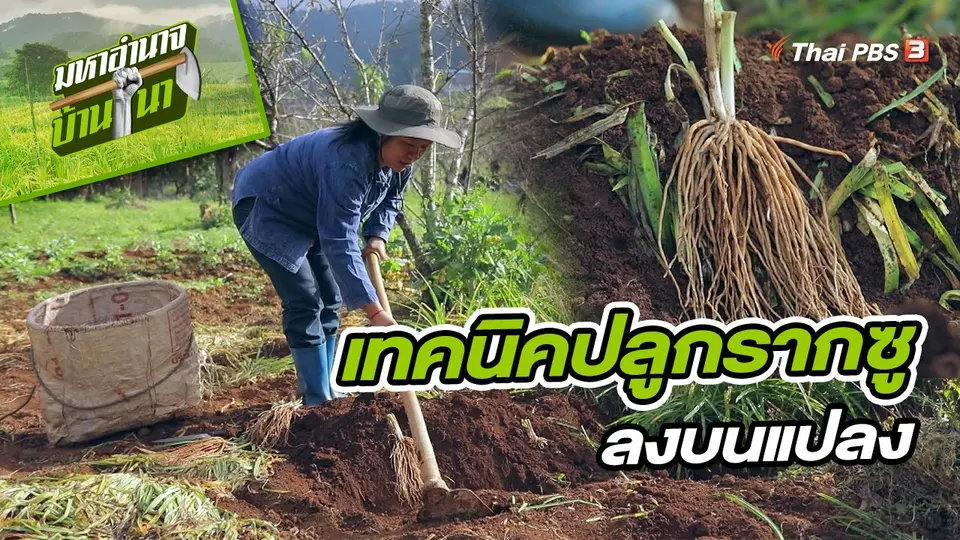 สูตรลับฉบับบ้านนา : เทคนิคปลูกรากซูลงบนแปลง