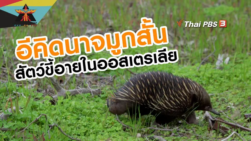 เรื่องเล่าการเดินทาง : อีคิดนาจมูกสั้น สัตว์ขี้อายในออสเตรเลีย