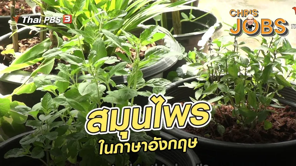 สมุนไพรในภาษาอังกฤษ