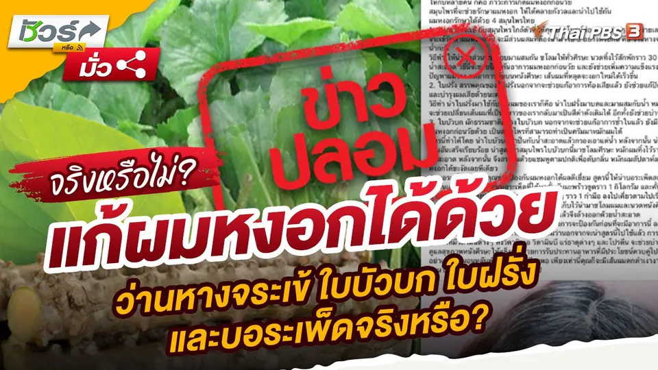 ​ชัวร์หรือมั่ว : แก้ผมหงอกได้ด้วยว่านหางจระเข้ ใบบัวบก ใบฝรั่ง และบอระเพ็ดจริงหรือ?